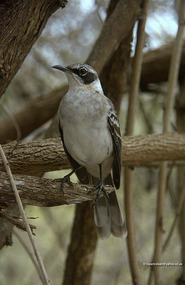 the ever-present Mockingbird