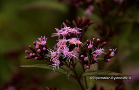 wild flowers
