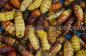 Grubs