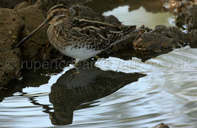 Birding