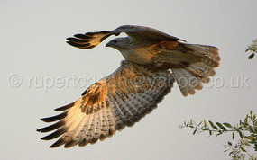 Grassland Hawk