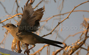 Grey Hypocolius - female