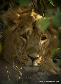Asiatic Lion