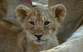 One of the cubs