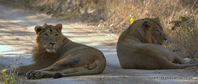 The brothers on the road