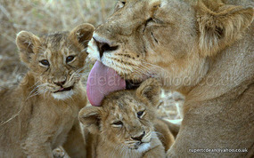 The Family