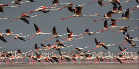 Flamingos on the beach