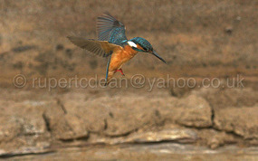 Hovering Common Kingfisher