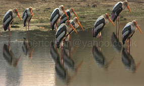 Mandvi Storks