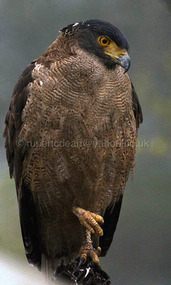 Crested serpent eagle with solar panel
