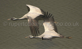 Demoiselle Cranes