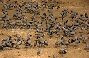 Demoiselle Cranes