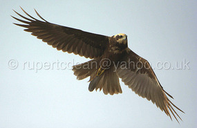 Hawk