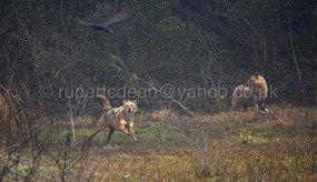 Jackals