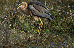 Purple Heron fishing