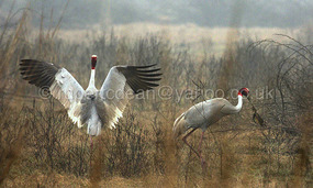 Sirus Cranes with a frog