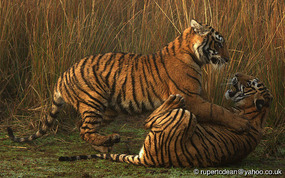 Cubs again