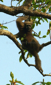 Female Gibbon