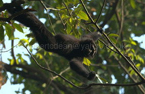 Male Gibbon