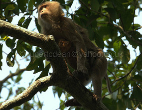Pig Ailed Macaque with baby