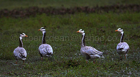 Bar-headed Goose