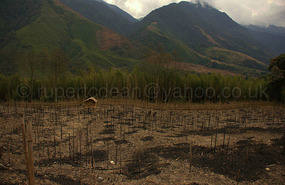Traditional Idu Mishmi Farm