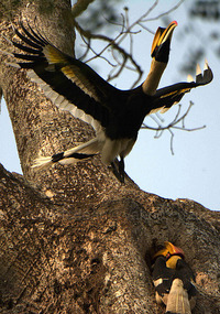 Another leaving the nest