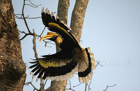 Giant Hornbill