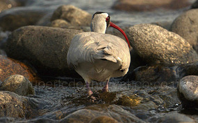 Ibisbill