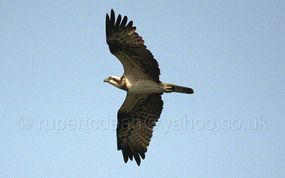 Osprey