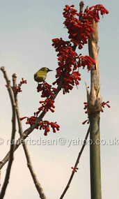 A White Eye