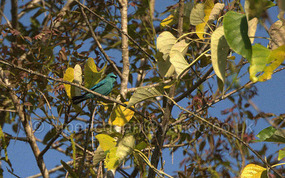 I cannot for the life of me remember the name of this bird!