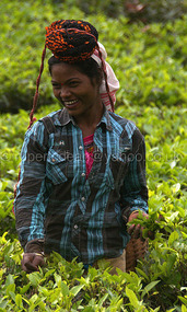 Tea picker