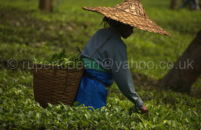 Tea picking near Jorhat