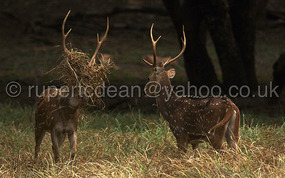 fighting lesser spotted deer
