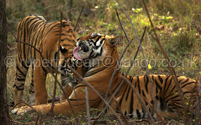 First tiger sighting