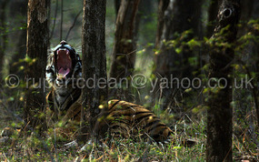 tiger