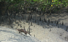 A small clawed otter heading up the mud bank