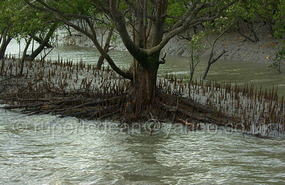 Mangroves