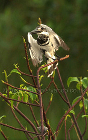 Pied Kingfisher taking off