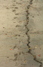 Tiger paw prints in the mud