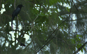 Racket-Tailed Drongo