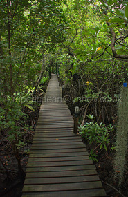the Mangroves