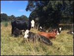 Very shiny cows - perhaps they get washed