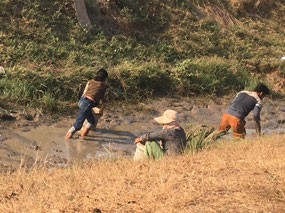 Eel catching - euch.