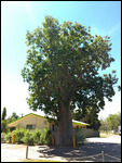 Beautiful Boab tree at our caravan park