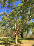 Beautiful Salmon Gum Tree