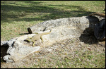 Lizard having a sunbake