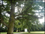 Lovely old oak trees surrounding the ground