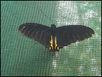 In the Butterfly Park